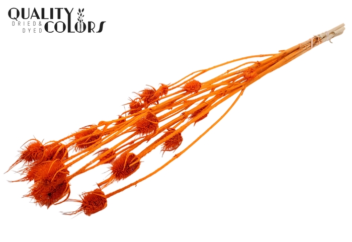 <h4>Cardi Distel Bleached 5pc/bunch 70cm Orange</h4>