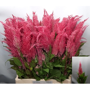 CEL P ROYAL PINK