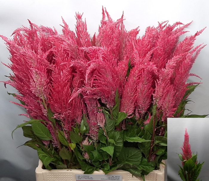 <h4>CEL P ROYAL PINK</h4>