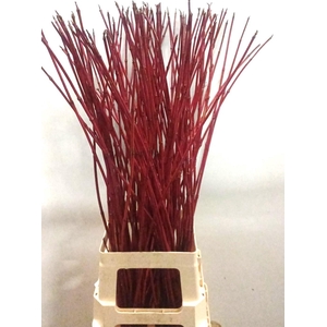 CORNUS ALBA SIBIRICA