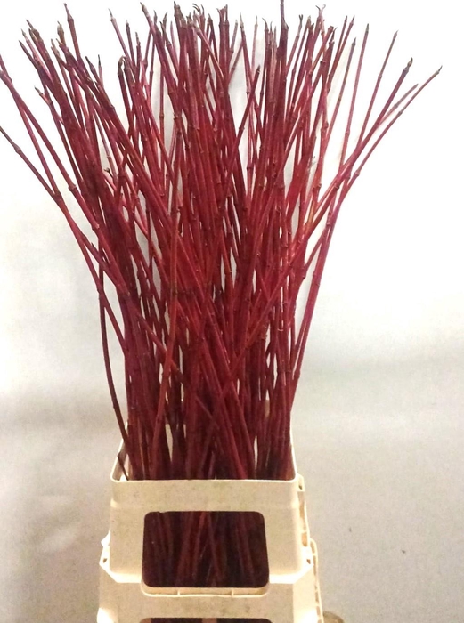 <h4>CORNUS ALBA SIBIRICA</h4>