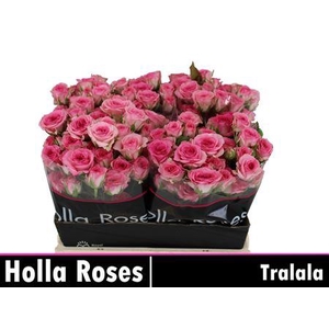 R Tr Tralala