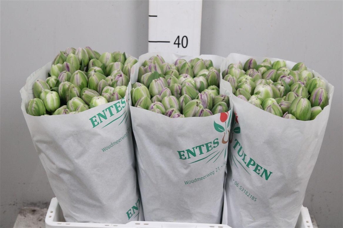 <h4>Tu Du Saigon Double</h4>