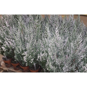 TUIA STRICKITA COLOURS NEVE COM GLITTER DECORADO P14