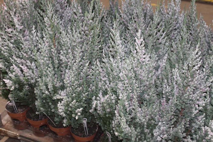 <h4>TUIA STRICKITA COLOURS NEVE COM GLITTER DECORADO P14</h4>