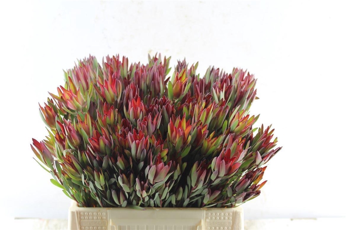 <h4>Leucad Sal Blush Ex</h4>