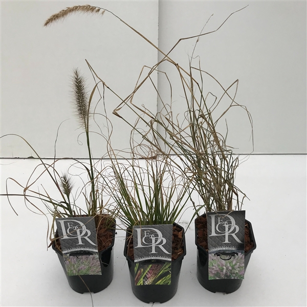 <h4>Pennisetum mix</h4>