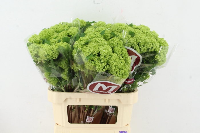 <h4>VIBURNUM ROSEUM ST 2-4 BALL</h4>