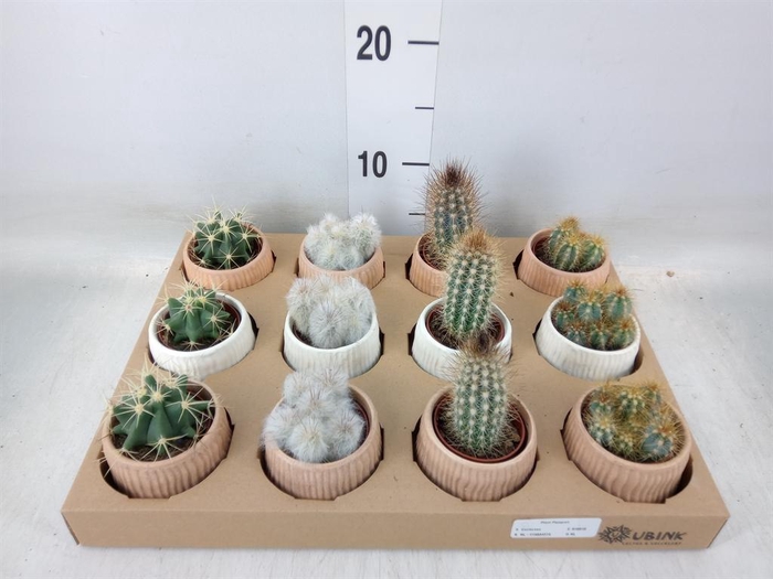 <h4>Cactus   ...mix</h4>