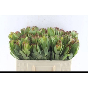 LEUCAD SAF GOLDSTRIK