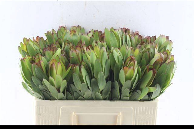 <h4>LEUCAD SAF GOLDSTRIK</h4>