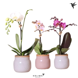 Kolibri Orchids Phalaenopsis mix 1 spike in Vintage Bowl pot mix