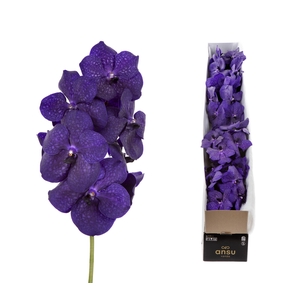 Vanda Deep Blue X4