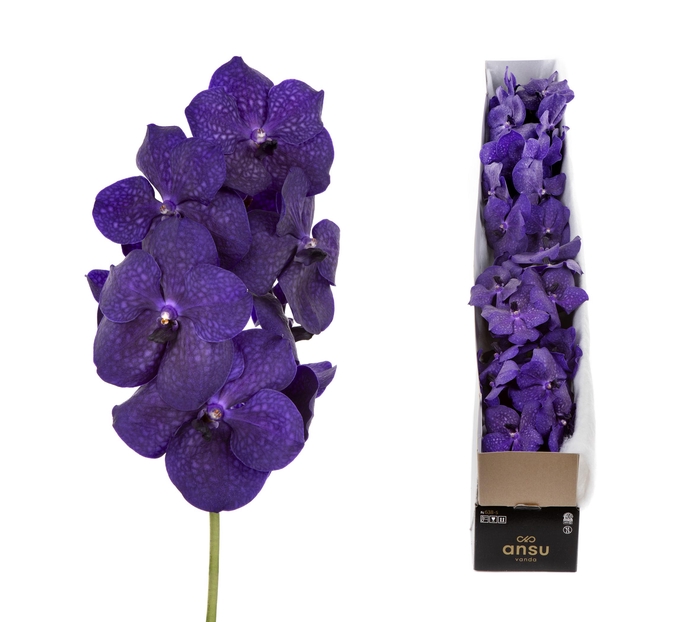 <h4>Vanda Deep Blue X4</h4>