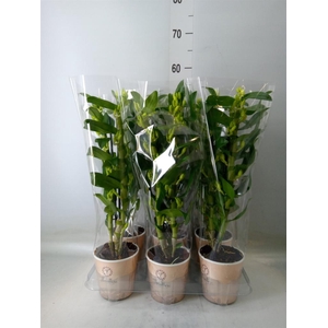 Dendrobium nob. 'StarCla Apollon'