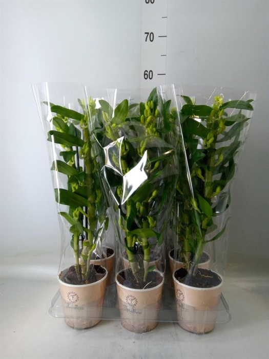 <h4>Dendrobium nob. 'StarCla Apollon'</h4>
