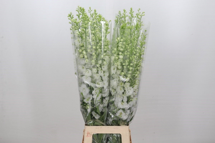 <h4>Delphinium Elatum White</h4>