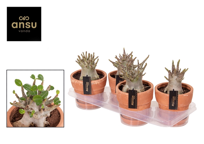<h4>Adenium "Ansu" Baobab in Terracotta pot</h4>