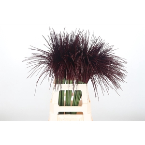 Miscanthus Kl Bh Bordeaux