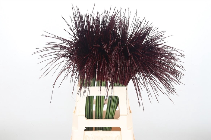 <h4>Miscanthus Kl Bh Bordeaux</h4>