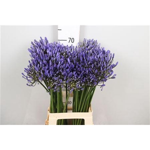 Agapanthus 'Uri'