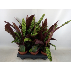 Calathea lancifolia