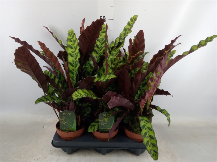 <h4>Calathea lancifolia</h4>