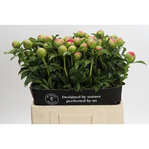Paeonia Coral Sunset