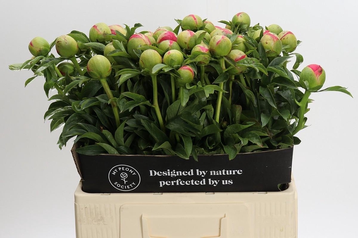 <h4>Paeonia Coral Sunset</h4>