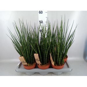 Sansevieria  'Fernwood'
