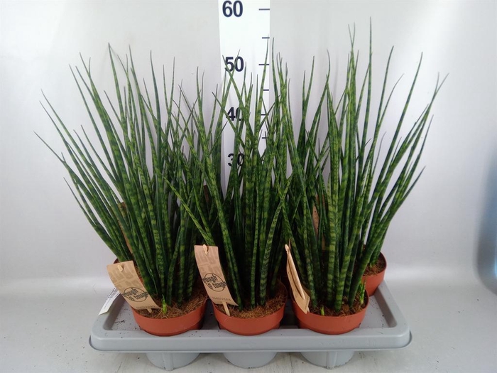 <h4>Sansevieria  'Fernwood'</h4>