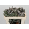 Kaaps Groen Silver Brunia