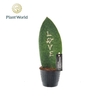 Sansevieria overig Sansevieria Green Brandingz Love
