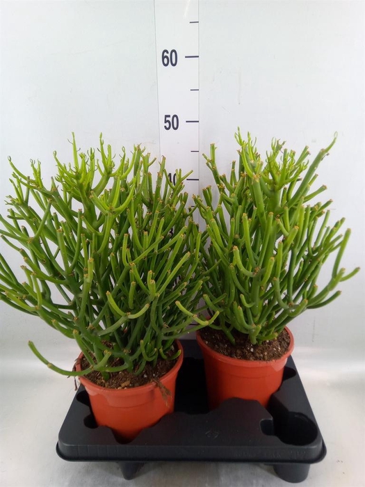 <h4>Euphorbia tirucalli</h4>
