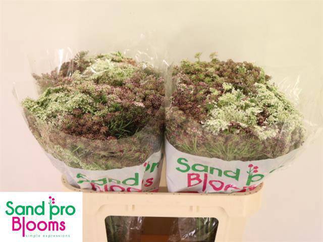 <h4>DAUCUS CAROTA DARA</h4>