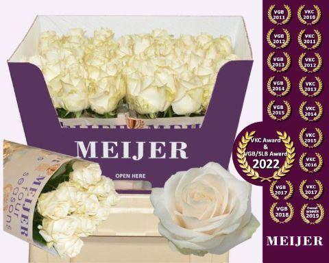 <h4>ROSA GR 'FOUR SEASONS'</h4>