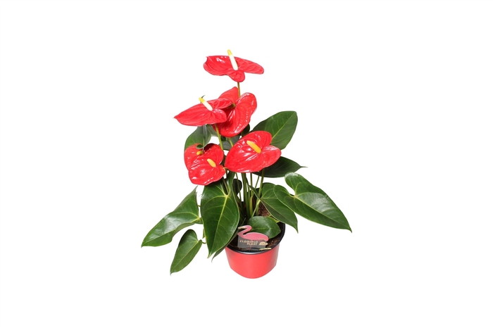 <h4>Anthurium XL.88 Aloha Red 12cm</h4>