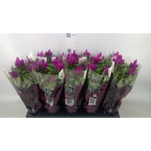 Celosia spic. 'Deep Purple'