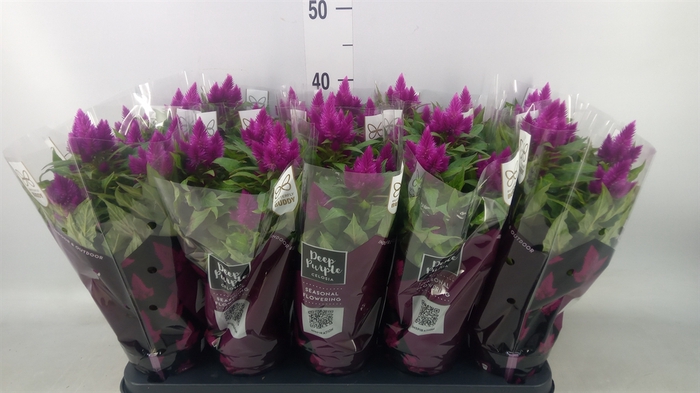 <h4>Celosia spic. 'Deep Purple'</h4>