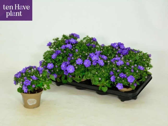 <h4>CAMP IS DUBLIN BLUE</h4>