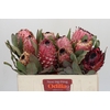 Protea Barbigera Air
