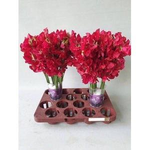 LATHYR PARFUM DP RED