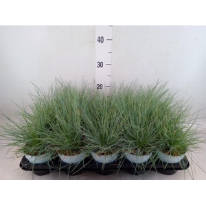 Festuca glauca 'Compacta Blue'