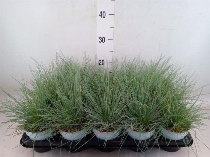 <h4>Festuca glauca 'Compacta Blue'</h4>