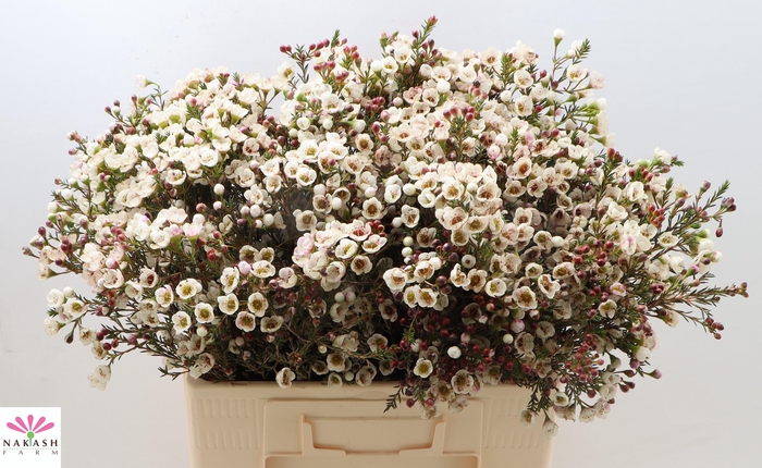 <h4>CHAME MOONL DELIGHT</h4>