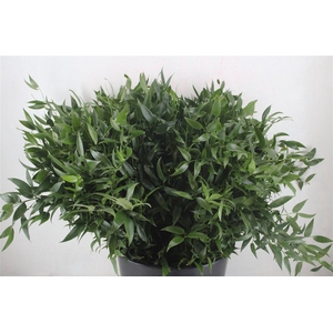 Ruscus Cm 60 P Steam