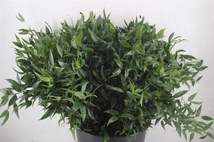 <h4>Ruscus Cm 60 P Stem</h4>