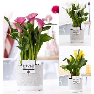 Zantedeschia mix in P&PURE Jade ceramics