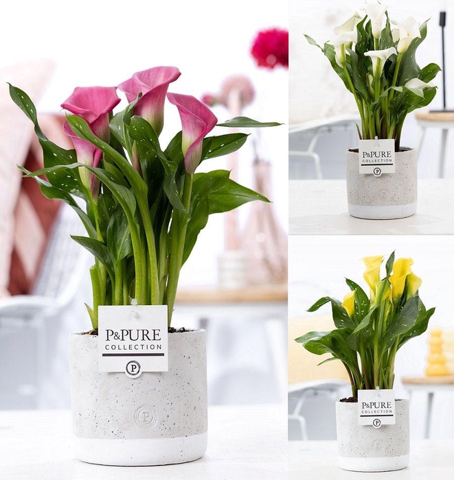 <h4>Zantedeschia mix in P&PURE Jade ceramics</h4>