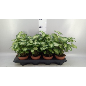 Syngonium  'Pixie'